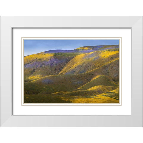 California-Carrizo Plain National Monument Patches of lacy phacelia and yellow hillside daisy White Modern Wood Framed Art Print with Double Matting by Jaynes Gallery
