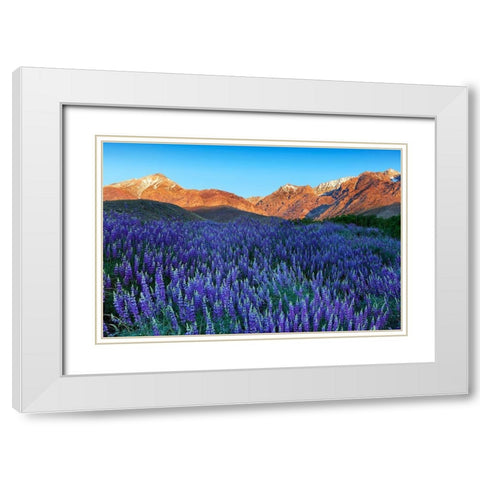 California-Sierra Nevada Range Blooming Inyo bush lupine in valley White Modern Wood Framed Art Print with Double Matting by Jaynes Gallery