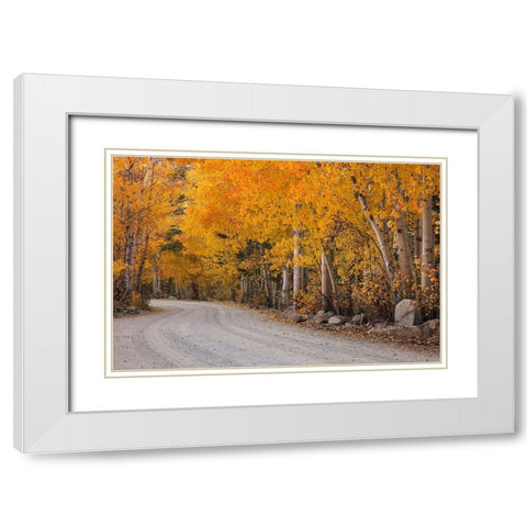 California-Sierra Nevada Range Mountain road in forest White Modern Wood Framed Art Print with Double Matting by Jaynes Gallery