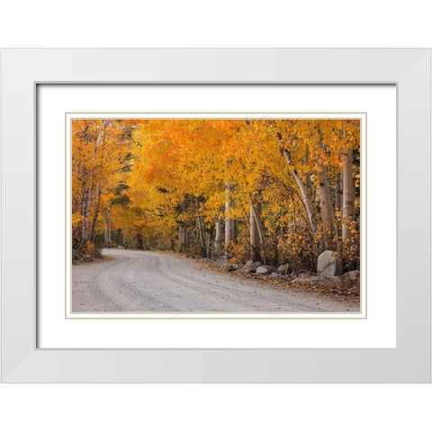 California-Sierra Nevada Range Mountain road in forest White Modern Wood Framed Art Print with Double Matting by Jaynes Gallery