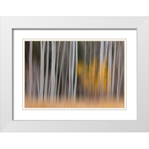 California-Sierra Nevada Range Abstract of aspen trees White Modern Wood Framed Art Print with Double Matting by Jaynes Gallery