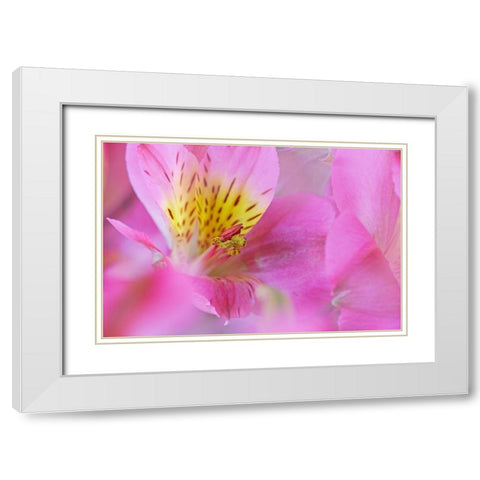 California Detail of Alstroemeria flower White Modern Wood Framed Art Print with Double Matting by Jaynes Gallery