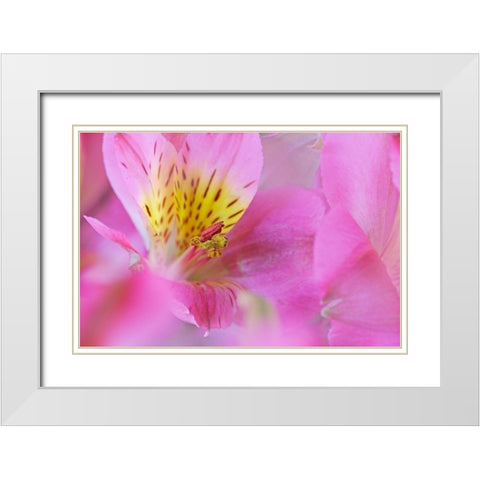 California Detail of Alstroemeria flower White Modern Wood Framed Art Print with Double Matting by Jaynes Gallery