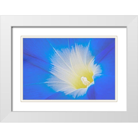 California Detail of morning glory flower White Modern Wood Framed Art Print with Double Matting by Jaynes Gallery