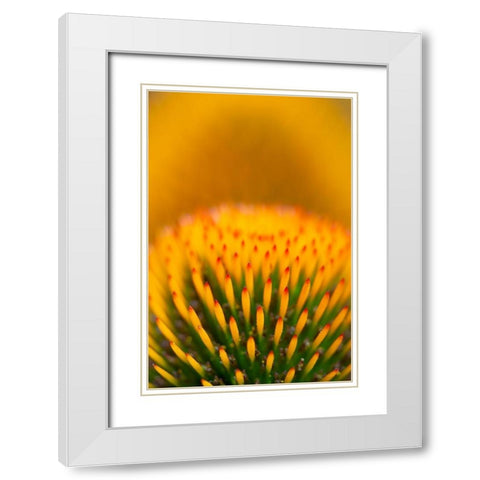 California Detail of purple coneflower stigmas White Modern Wood Framed Art Print with Double Matting by Jaynes Gallery