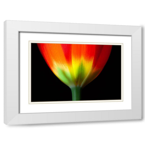 California Close-up of tulip flower White Modern Wood Framed Art Print with Double Matting by Jaynes Gallery