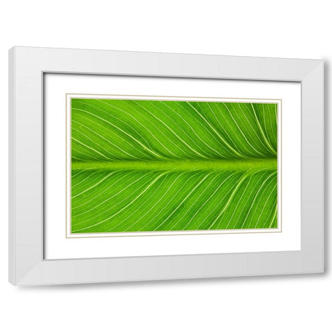 California Vein patterns in green leaf White Modern Wood Framed Art Print with Double Matting by Jaynes Gallery