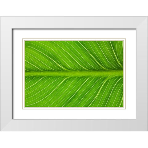 California Vein patterns in green leaf White Modern Wood Framed Art Print with Double Matting by Jaynes Gallery