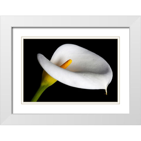 California Calla lily close-up White Modern Wood Framed Art Print with Double Matting by Jaynes Gallery