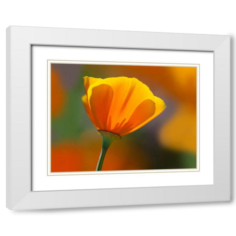 California Close-up of poppy flower White Modern Wood Framed Art Print with Double Matting by Jaynes Gallery