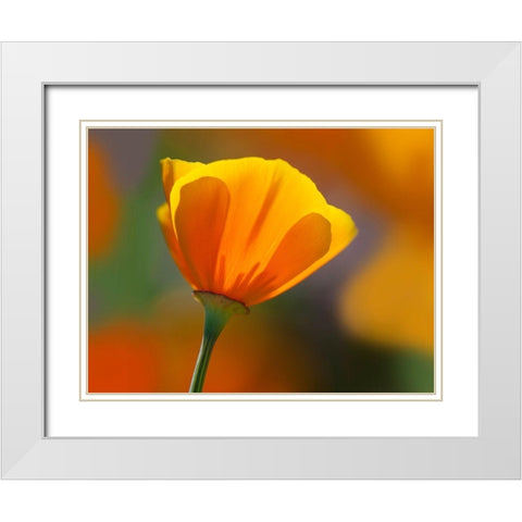 California Close-up of poppy flower White Modern Wood Framed Art Print with Double Matting by Jaynes Gallery