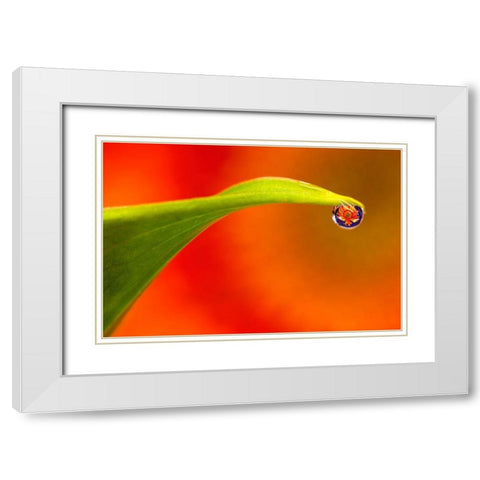 California Flower reflects in water droplet White Modern Wood Framed Art Print with Double Matting by Jaynes Gallery