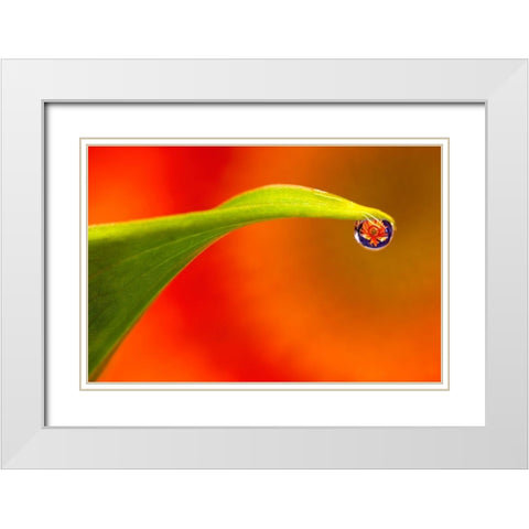 California Flower reflects in water droplet White Modern Wood Framed Art Print with Double Matting by Jaynes Gallery