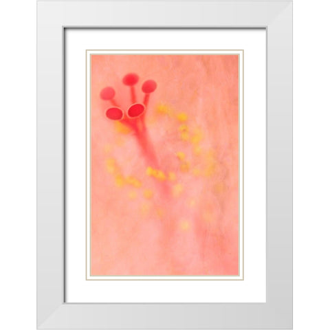 California Detail of hibiscus flower White Modern Wood Framed Art Print with Double Matting by Jaynes Gallery