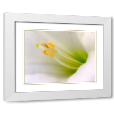 California Detail of sacred datura flower White Modern Wood Framed Art Print with Double Matting by Jaynes Gallery