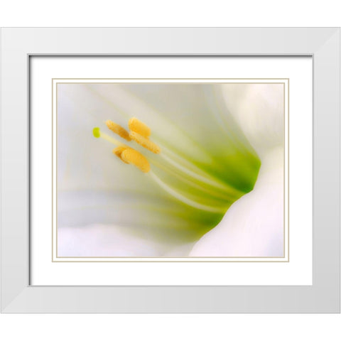 California Detail of sacred datura flower White Modern Wood Framed Art Print with Double Matting by Jaynes Gallery
