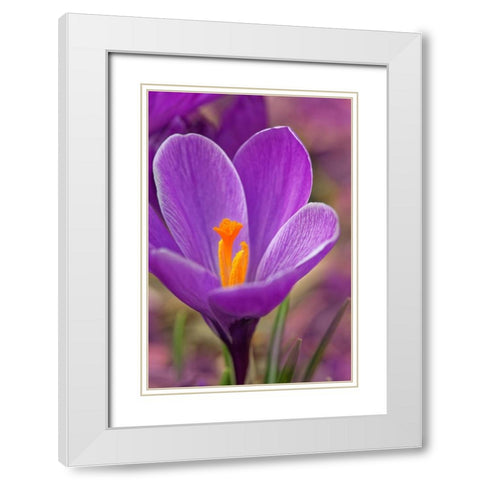 California Crocus flower White Modern Wood Framed Art Print with Double Matting by Jaynes Gallery