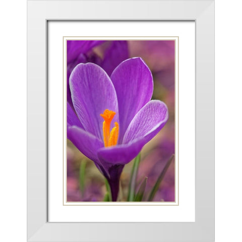 California Crocus flower White Modern Wood Framed Art Print with Double Matting by Jaynes Gallery