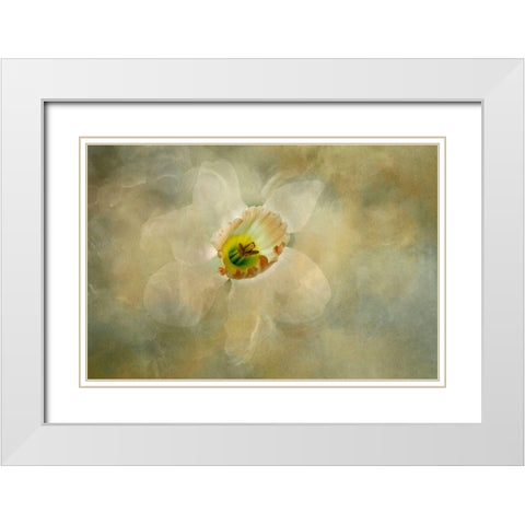 California Abstract of daffodil close-up White Modern Wood Framed Art Print with Double Matting by Jaynes Gallery