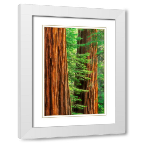 California-Yosemite National Park Abstract of sequoia tress in Mariposa Grove White Modern Wood Framed Art Print with Double Matting by Jaynes Gallery