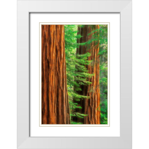 California-Yosemite National Park Abstract of sequoia tress in Mariposa Grove White Modern Wood Framed Art Print with Double Matting by Jaynes Gallery