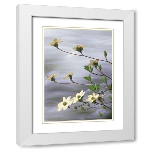 California-Yosemite National Park Blooming dogwood along Merced River rapids White Modern Wood Framed Art Print with Double Matting by Jaynes Gallery