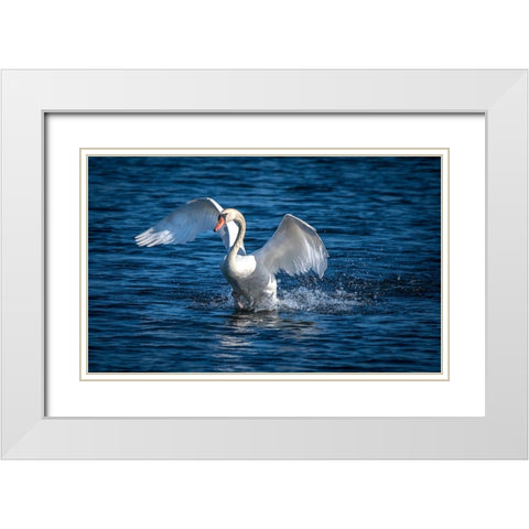 Usa-California A mute swan flaps its huge wings during courting behavior on a California pond White Modern Wood Framed Art Print with Double Matting by Sederquist, Betty