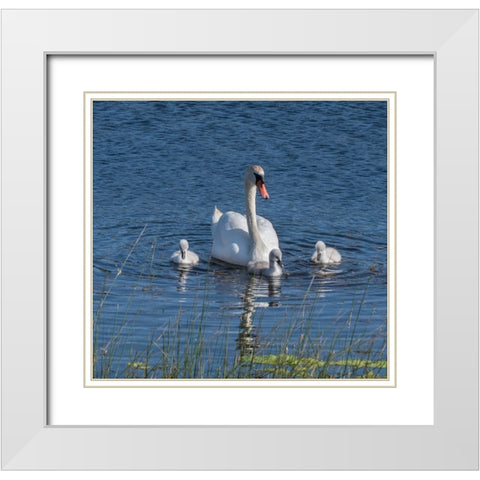 Usa-California A mute swan tends to her cygnets on a California pond White Modern Wood Framed Art Print with Double Matting by Sederquist, Betty