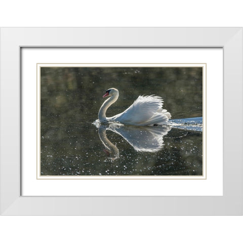 Usa-California A mute swan fans its wings during courtship behavior White Modern Wood Framed Art Print with Double Matting by Sederquist, Betty