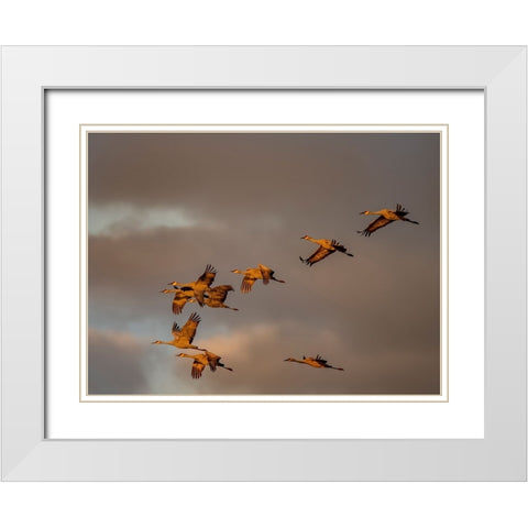 Usa-California A flock of sandhill cranes flies at sunset-near Lodi-California White Modern Wood Framed Art Print with Double Matting by Sederquist, Betty
