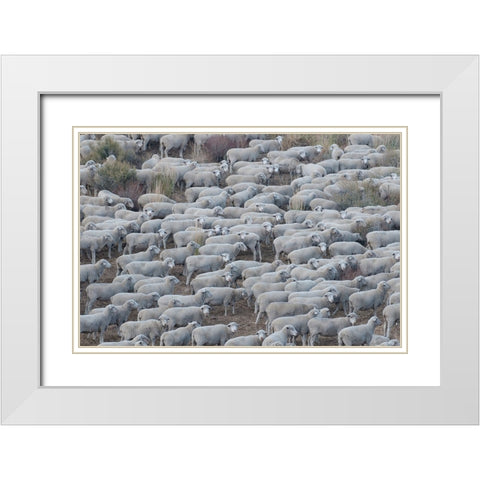 Usa-California Shepherds guide huge herds of sheep in the high Sierras near Bodie White Modern Wood Framed Art Print with Double Matting by Sederquist, Betty
