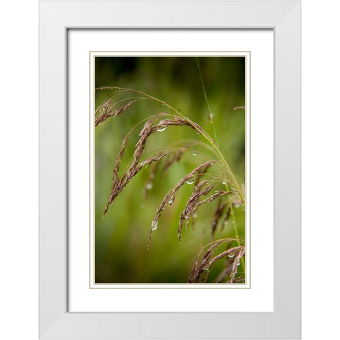 Rain drops glisten on this weed in spring White Modern Wood Framed Art Print with Double Matting by Sederquist, Betty