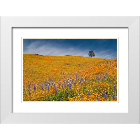 Usa-California A field of poppies and lupines turns a mountainside yellow and blue in spring White Modern Wood Framed Art Print with Double Matting by Sederquist, Betty