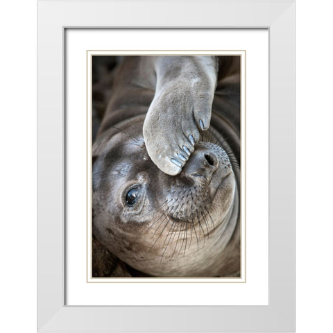 Usa-California A curious elephant seal pup goes eye to the eye with the photographer White Modern Wood Framed Art Print with Double Matting by Sederquist, Betty