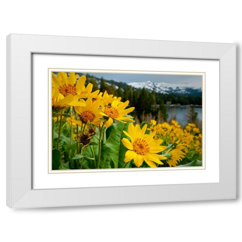 Summer-mule ear flowers flourish along the edges of Caples Lake in the Carson Pass area White Modern Wood Framed Art Print with Double Matting by Sederquist, Betty
