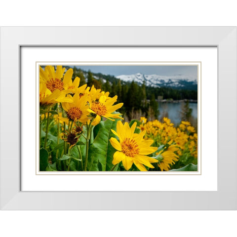 Summer-mule ear flowers flourish along the edges of Caples Lake in the Carson Pass area White Modern Wood Framed Art Print with Double Matting by Sederquist, Betty