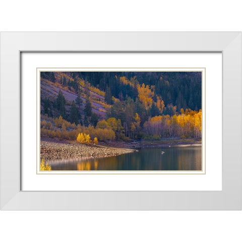 Usa-California-Sierra Nevada Lundy Lake-Glowing aspens dwarf this kayaker on Lundy Lake White Modern Wood Framed Art Print with Double Matting by Sederquist, Betty