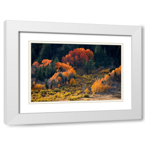 Usa-California-Sierra Nevada Hope Valley Aspens glow a brilliant orange during fall White Modern Wood Framed Art Print with Double Matting by Sederquist, Betty