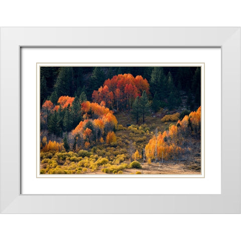 Usa-California-Sierra Nevada Hope Valley Aspens glow a brilliant orange during fall White Modern Wood Framed Art Print with Double Matting by Sederquist, Betty