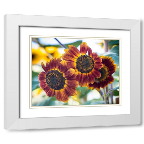 Trio of orange sunflowers gladdens a garden. White Modern Wood Framed Art Print with Double Matting by Sederquist, Betty