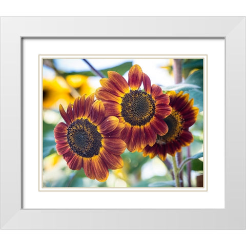 Trio of orange sunflowers gladdens a garden. White Modern Wood Framed Art Print with Double Matting by Sederquist, Betty
