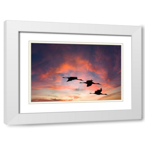 Trio of sandhill cranes settling in for the night. White Modern Wood Framed Art Print with Double Matting by Sederquist, Betty