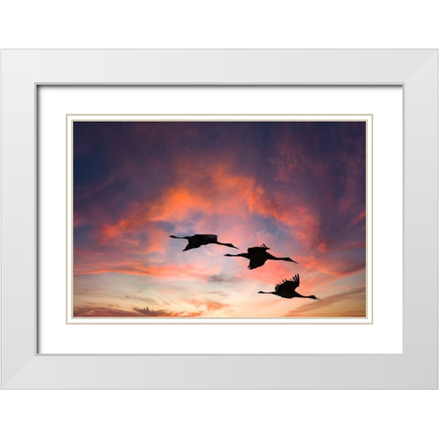 Trio of sandhill cranes settling in for the night. White Modern Wood Framed Art Print with Double Matting by Sederquist, Betty