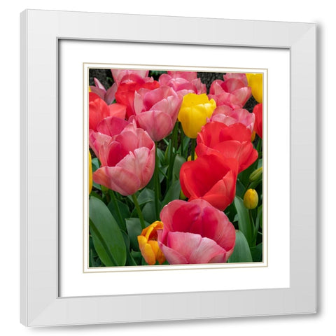 Bright tulips fill a garden at a local winery. White Modern Wood Framed Art Print with Double Matting by Sederquist, Betty