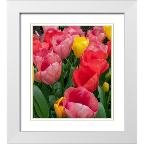 Bright tulips fill a garden at a local winery. White Modern Wood Framed Art Print with Double Matting by Sederquist, Betty