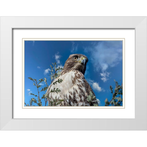 Closeup of red tailed hawk. White Modern Wood Framed Art Print with Double Matting by Sederquist, Betty