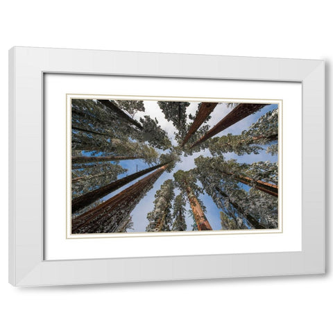 Fresh snow coating the trunk of this forest giant. White Modern Wood Framed Art Print with Double Matting by Sederquist, Betty