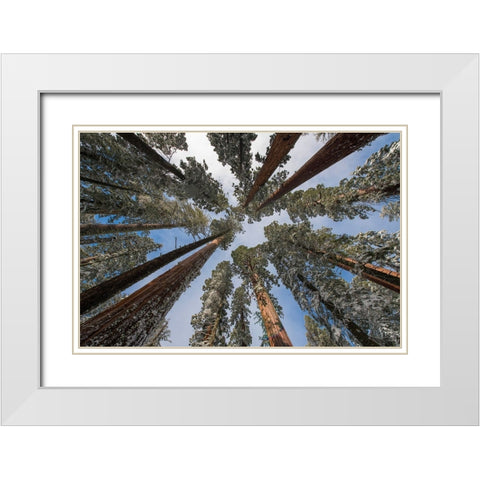 Fresh snow coating the trunk of this forest giant. White Modern Wood Framed Art Print with Double Matting by Sederquist, Betty