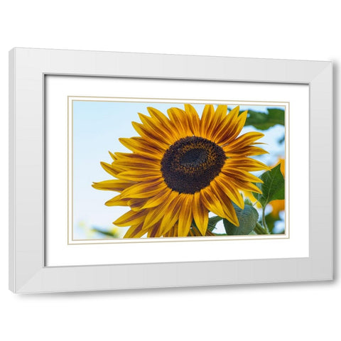 Sunflower brings happiness. White Modern Wood Framed Art Print with Double Matting by Sederquist, Betty