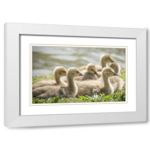 Warm and fuzzy Canada geese goslings crowd together. White Modern Wood Framed Art Print with Double Matting by Sederquist, Betty